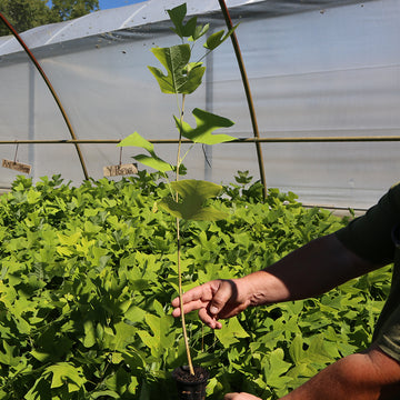 Image of yellow poplar seedling.